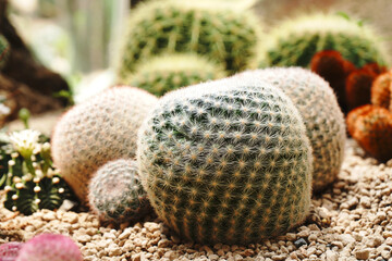  White Cactus Plant or Call mammillaria huitzilopochtli   cactaceae in the cactus family at Botanical Gardens - Bangkok Thailand