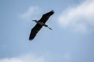 gray heron soars in the air near the river in search of food on a sunny day