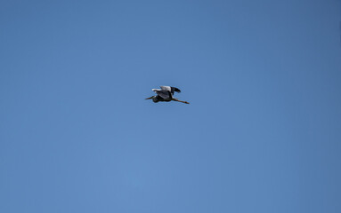 Obraz premium gray heron soars in the air near the river in search of food on a sunny day