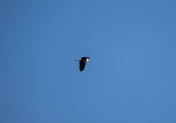gray heron soars in the air near the river in search of food on a sunny day