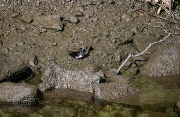 bird on the river bank looking for food on a sunny day