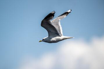 black-headed gulls near the river in search of food on a sunny day