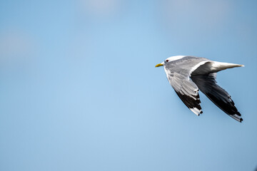 black-headed gulls near the river in search of food on a sunny day