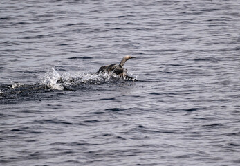 Fototapeta premium ducks on the lake looking for food on a sunny day