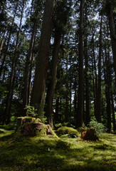 Fototapeta premium 新緑の季節の平泉寺白山神社の風景