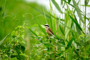 Bird shrike in the summer on a branch of red currant. Nature is alive