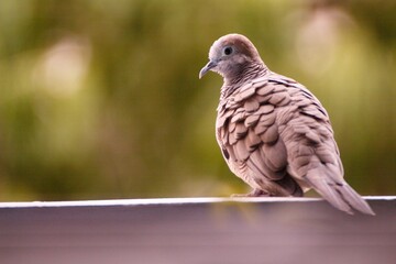 dove