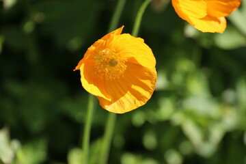 Obraz premium Poppy flowers in sunlight