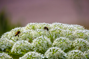large hogweed Along side of The road
