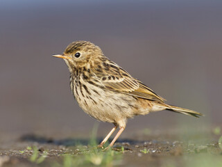 Small bird stay on ground