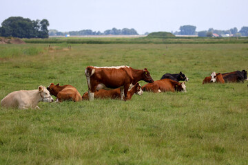Naklejka na ściany i meble White red and black Holstein Frisian cows at a meadow