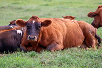 Red and black Holstein Frisian cows on a meadow in Nieuwerkerk aan den IJssel