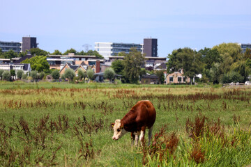 Red and black Holstein Frisian cows on a meadow in Nieuwerkerk aan den IJssel