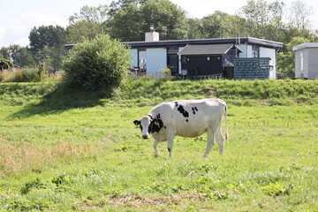 Red and black Holstein Frisian cows on a meadow in Nieuwerkerk aan den IJssel
