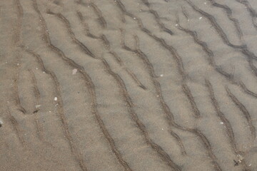 Dunes, shells and beach along the shore of the North Sea