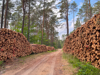 Deforestation is a threat to the environment and sustainability. The stumps of the cut-down trees. Damage caused by human activities