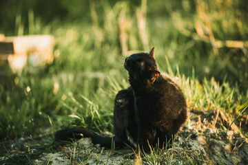 A black cat in a field of grass. Beautiful black cat portrait with yellow eyes in nature. Domestic cat walking in the grass