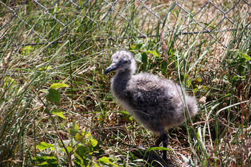 Chick of a seagull with grey feathers in the harbor of Rotterdam, the Netherlands.