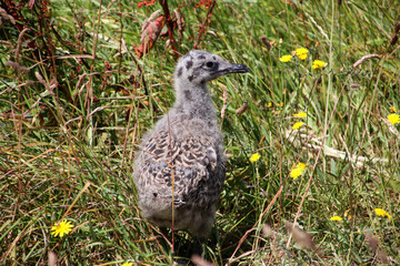 Chick of a seagull with grey feathers in the harbor of Rotterdam, the Netherlands.
