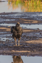 American black vulture on Trinidad pitch lake. The black vulture (Coragyps atratus) is a large bird of prey. The Pitch Lake (La Brea, Trinidad) is the largest natural deposit of asphalt in the world.