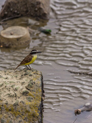 The great kiskadee sits on a large stone near the water against the backdrop of debris. The Pitangus sulphuratus is a passerine bird that lives in the forest, shrubland and grassland in America.