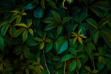 Green leaves background template, natural background and wallpaper