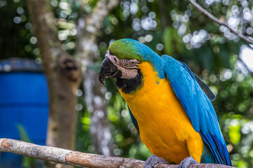 A large multi-colored macaw parrot sits on a branch and begs for food. The Ara ararauna (blue-and-yellow or blue-and-gold macaw) lives in the forest, woodland and savannah of tropical South America.