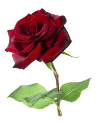 Red rose isolated on white background. Fresh beautiful flower.