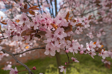 Pink Cherry Flowers, Spring Tree Texture Background, Blossoming Sakura Branches in Japanese Garden