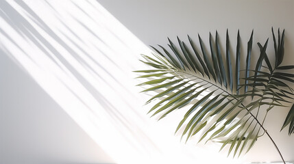 Fototapeta premium palm plant in studio interior white background wall. Transparent blurry shadow of tropical leaves morning sun light, generative ai