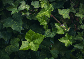 Dark Evening Ivy Texture Background, Crepeper Green Hedge in Night, Wall of Hedera Helix, Creeper...
