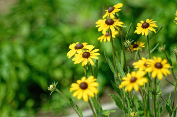 Obraz premium Chamomile in the garden in summer
