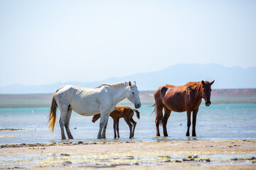 Horses on the lake. Beautiful horses with a foal in the wild, mane fluttering in the wind. Wild nature, beautiful scenery.