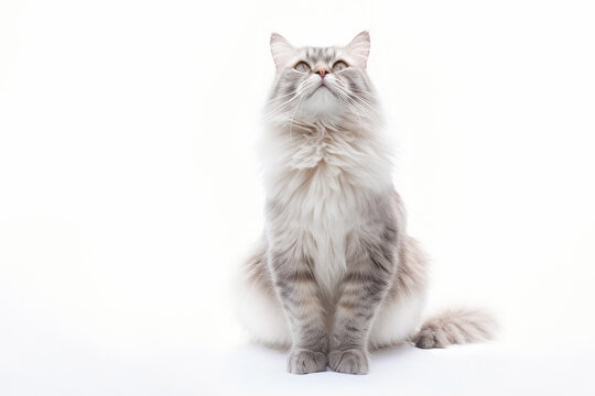 Beautiful cat isolated on white background , Created with Generative Ai Technology