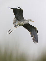 Gray heron landing