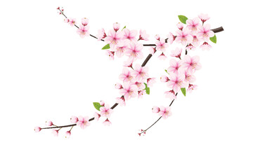 Cherry blossom branch with sakura flower. Falling petals, flowers. Isolated flying realistic Japanese pink cherry or apricot floral elements  background. Cherry blossom branch, flower petal illustrati