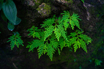 Dark green tropical tree leaf in forest