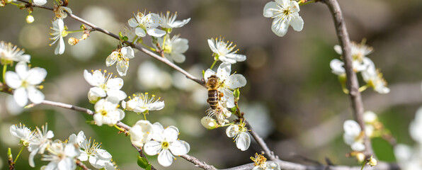 Bee on a flower of the white cherry blossoms. White flowers bloom in the trees. Spring landscape with blooming sakura tree. Beautiful blooming garden on a sunny day. Copy space for text.