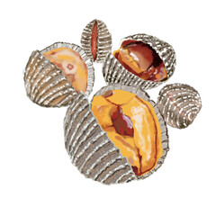 cockle  seafood