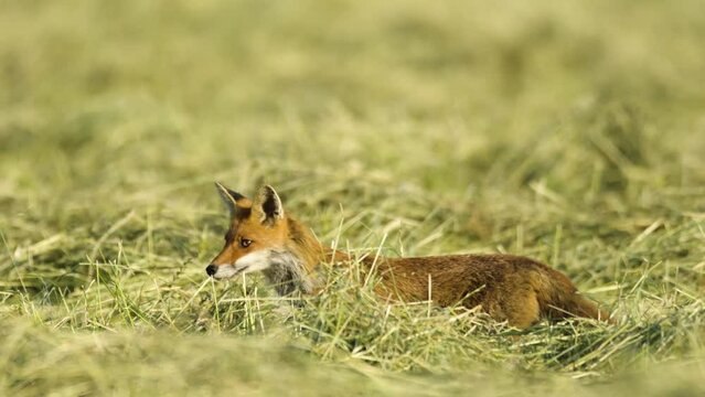 Fuchs in den Morgenstunden auf Futtersuche