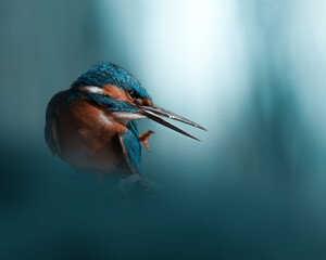 Eisvogel mit offenem Schnabel