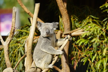 Koala in Sydney Zoo, Australia