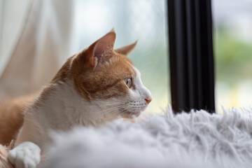 見つめる猫　茶トラ白