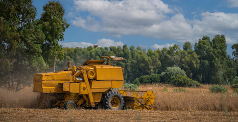 Fototapeta premium A lorry loaded with bales of straw drives over wheat stubble. Wheat harvesting. Round bales of straw in the field..