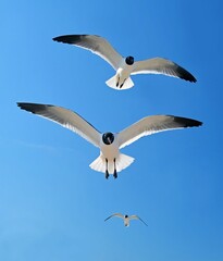 a  trio of laughing gulls in flight  against a blue sky on a sunny spring day in rehoboth beach, delaware