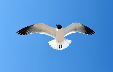 a  close up of a laughing gull in flight  against blue sky on a sunny spring day in rehoboth beach, delaware