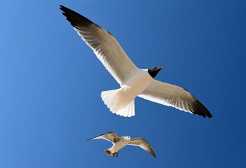 Fototapeta na wymiar close up of a laughing gull and a juvenile herring gull in flight against a blue sky in spring at rehoboth beach in delaware