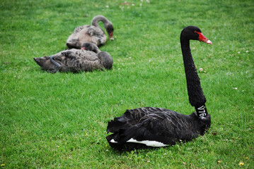 Fototapeta premium Swans of Albert Park, Melbourne