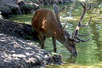 cerf