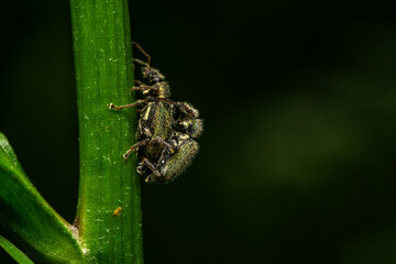 Phyllobius argentatus mating